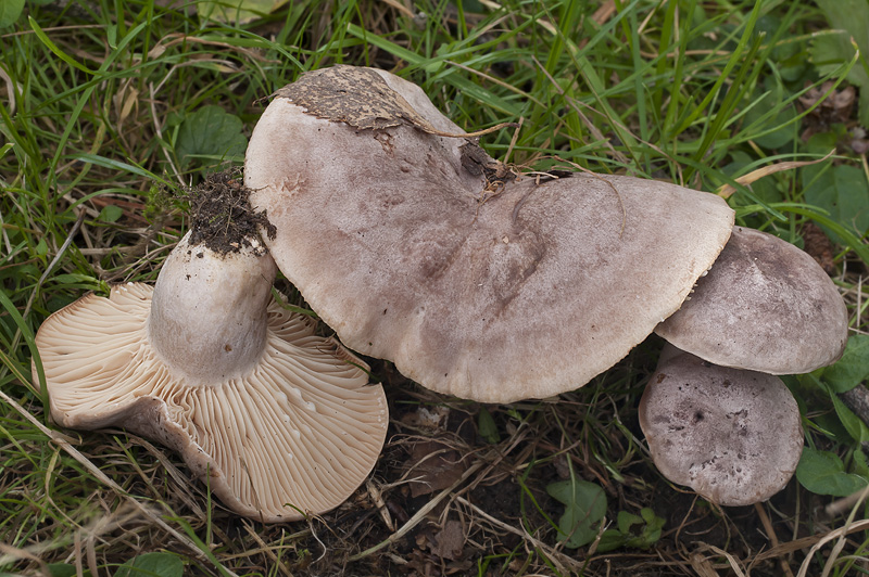 Lactarius flexuosus